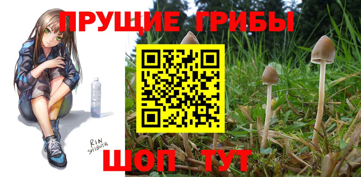Псилоцибиновые грибы Cubensis Менделеевск